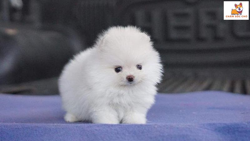 Chó Pomeranian