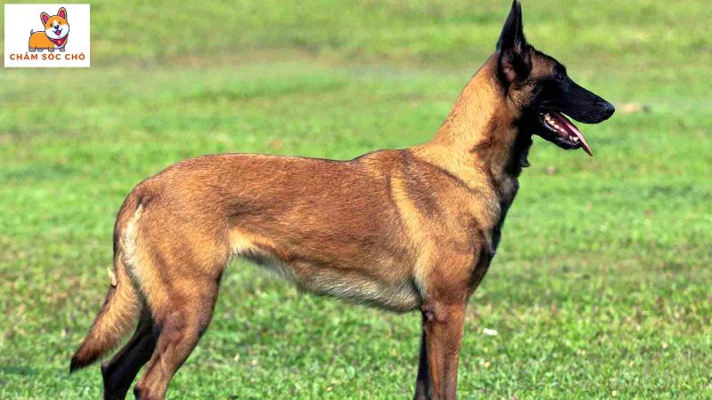 Đặc Điểm Ngoại Hình Chó Becgie Bỉ