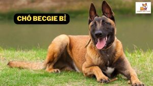 Chó Becgie Bỉ