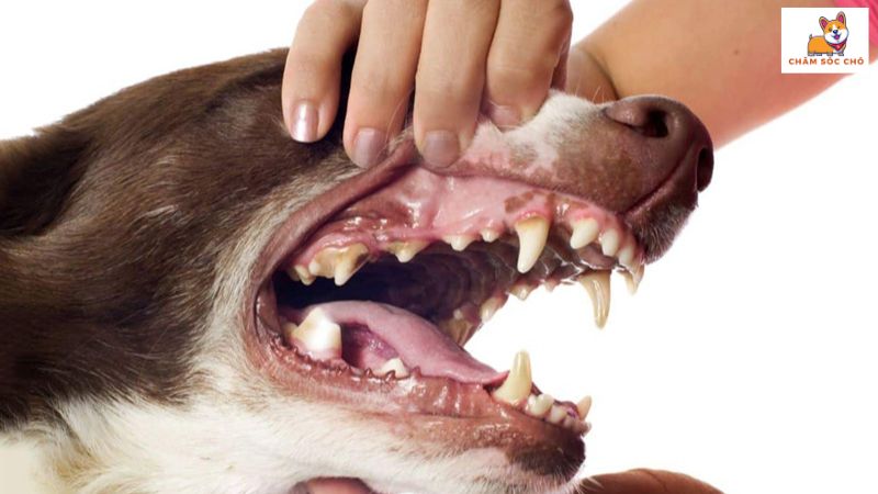 Khi Nào Chó Bị Rụng Răng Là Không Bình Thường?