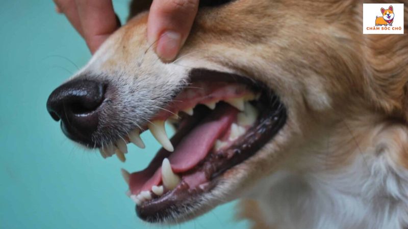 Cách Điều Trị Cho Chó Bị Rụng Răng