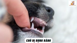 Chó Bị Rụng Răng