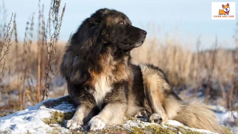 Đặc Điểm Ngoại Hình Chó Ngao Nga