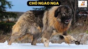Chó Ngao Nga