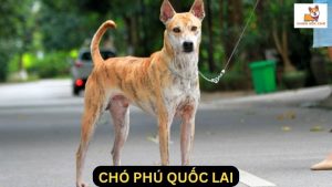 Chó Phú Quốc Lai