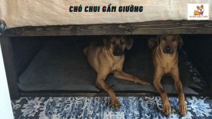 Chó Chui Gầm Giường