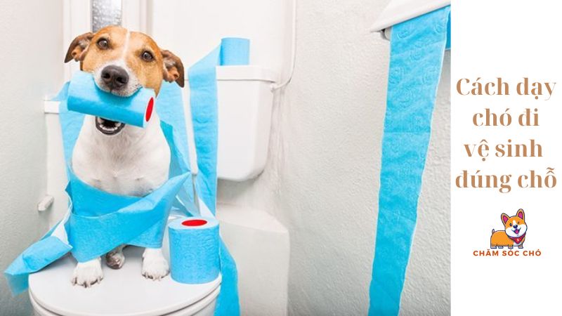 Cách dạy chó đi vệ sinh đúng chỗ