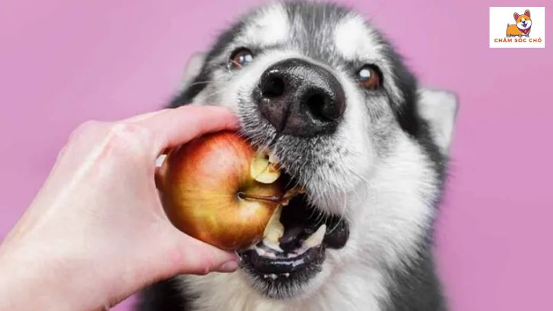 Cách Cho Chó Ăn Táo Đúng Cách