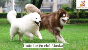 Huấn luyện chó Alaska