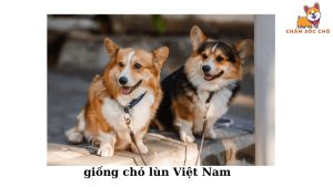 giống chó lùn Việt Nam